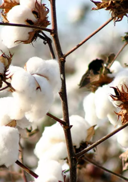 Material Traceability Cotton